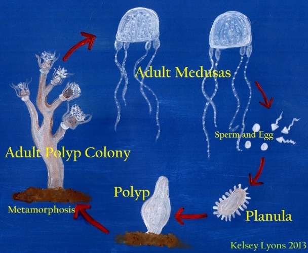 How Do Box Jellyfish Reproduce Box Jellyfish Life Cyc - vrogue.co